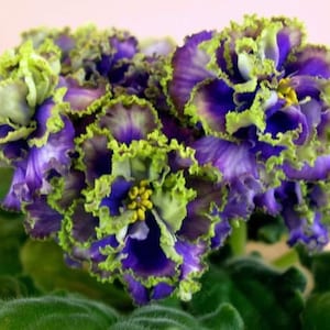 Water sprite African violet starter plant (ALL PLANTS require you to purchase 2 plants!)