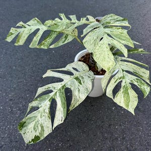 epipremnum Bali hanoman Starter Plant (ALL STARTER PLANTS require you to purchase 2 plants!)