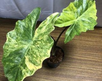 Cultivo de tejidos de Alocasia Portora Aurea (¡TODAS LAS PLANTAS requieren la compra de 2 plantas!)