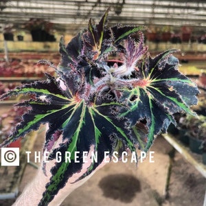 May include: Close-up of a begonia plant with dark green and black leaves, accented with green veins and red edges. The leaves have a textured surface and are held by a hand. The text "THE GREEN ESCAPE" is visible.