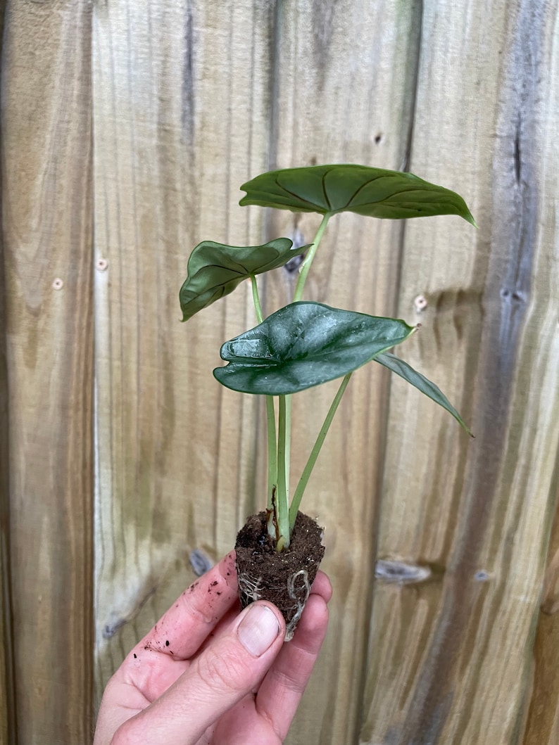 TheGreenEscape Alocasia Silver Dragon Plant - Thumbnail 3