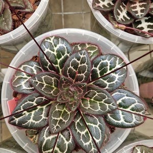 Primulina sinovietnamica Starter Plant (ALL STARTER PLANTS require you to purchase 2 plants!)