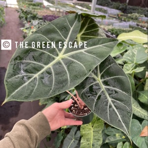 Alocasia Morocco 4” pot  (ALL PLANTS require you to purchase 2 plants!)
