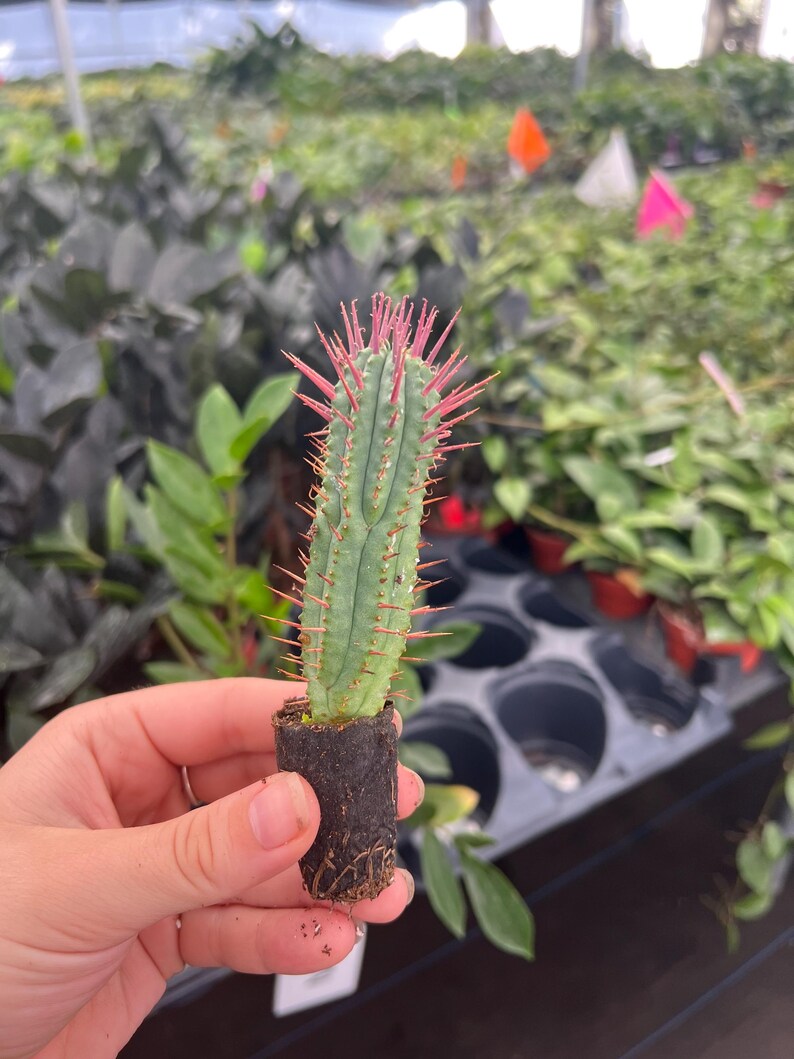 TheGreenEscape Euphorbia ferox - Thumbnail 3