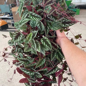 Cissus Discolor Starter Plant (ALL STARTER PLANTS require you to purchase 2 plants!)