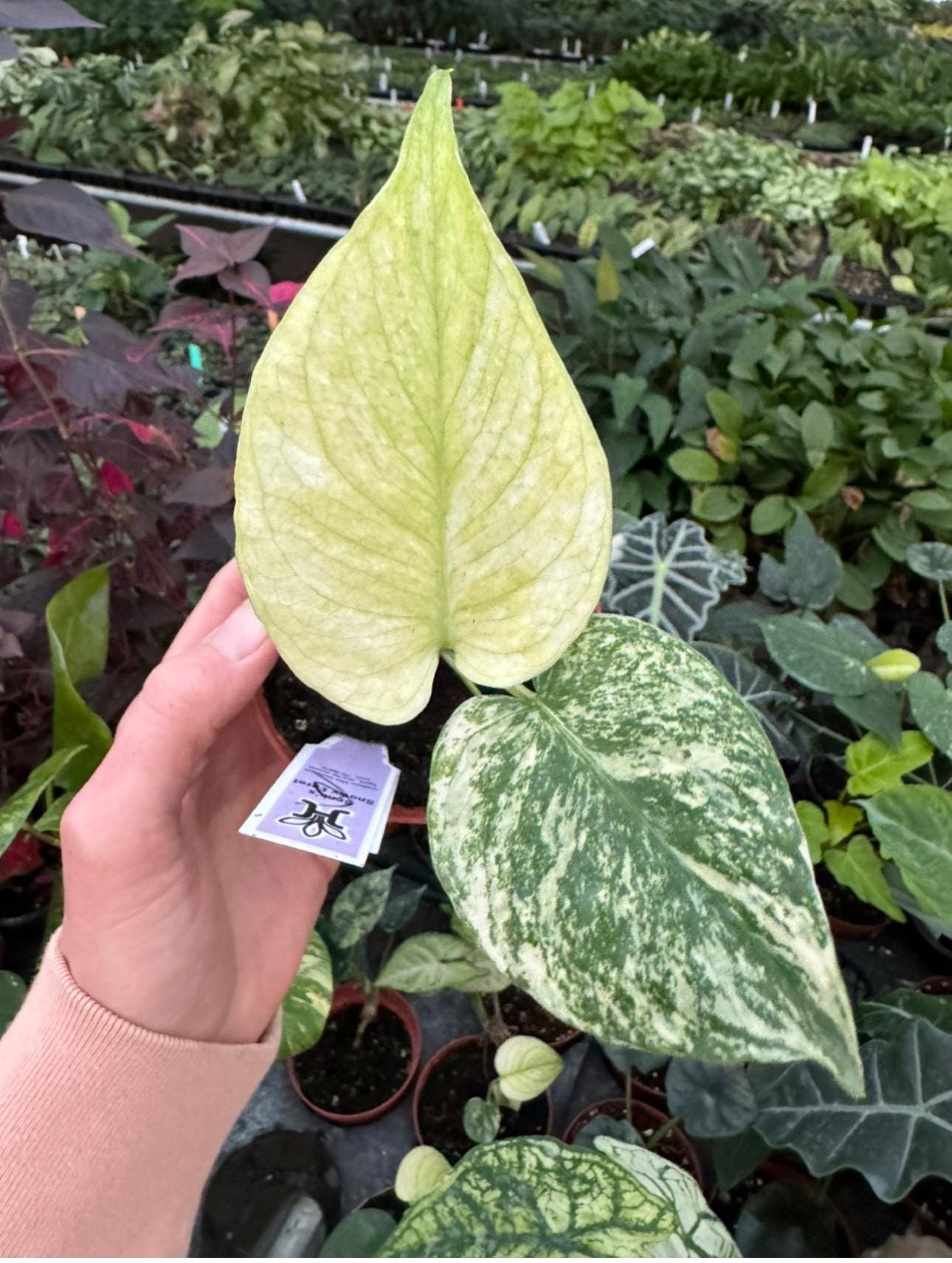 モンステラ・ポトス Monstera Mint \"Green on Green\"A22 モンステラ・ポトス Monstera Mint 