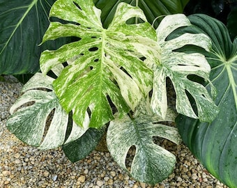 Monstera white monster Starter Plant (ALL STARTER PLANTS require you to purchase 2 plants!)