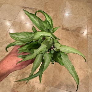 Syngonium silver fox starter plant (ALL PLANTS require you to purchase 2 plants!)