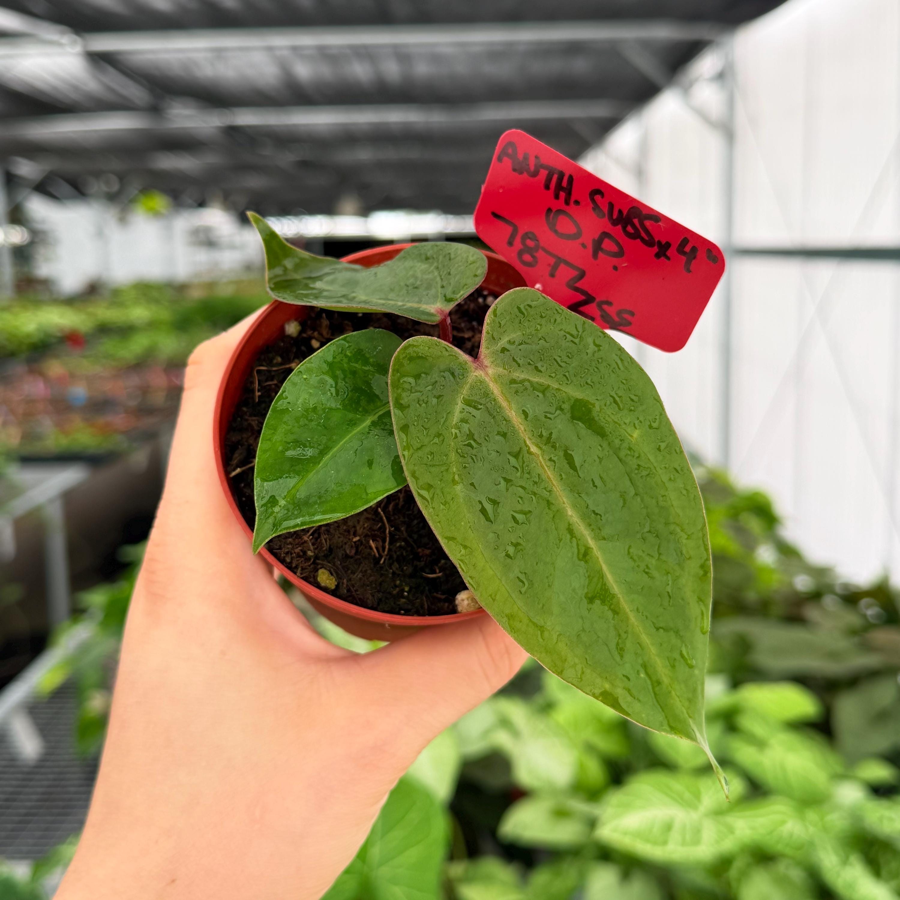 anthurium subsignatum脇芽 Exact Plant Anthurium Subsignatum X Dark Phoenix Specific 4” Pot