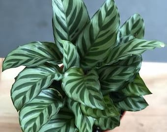May include: A potted Calathea plant with large, green leaves featuring a striking pattern of dark green stripes. The plant is set against a neutral background, showcasing its vibrant foliage. The leaves have a unique, textured appearance.
