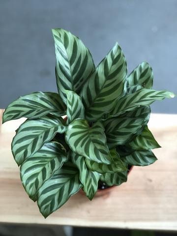 dracaena standort wohnung Drachenbaum