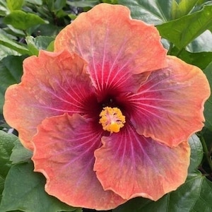 May include: A vibrant hibiscus flower with pink, red, and orange petals. The flower has a yellow center and is in full bloom.