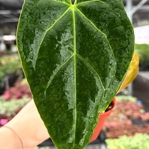 May include: A large, heart-shaped, dark green leaf with prominent veins and a glossy texture. The leaf is held in a small orange pot, suggesting it is a plant. The leaf's surface has water droplets, indicating recent watering. The background shows other plants.