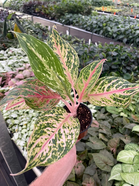 Aglaonema Sparkling Sarah 4 Pot (ALL PLANTS Require You to Purchase 2  Plants!) - Etsy