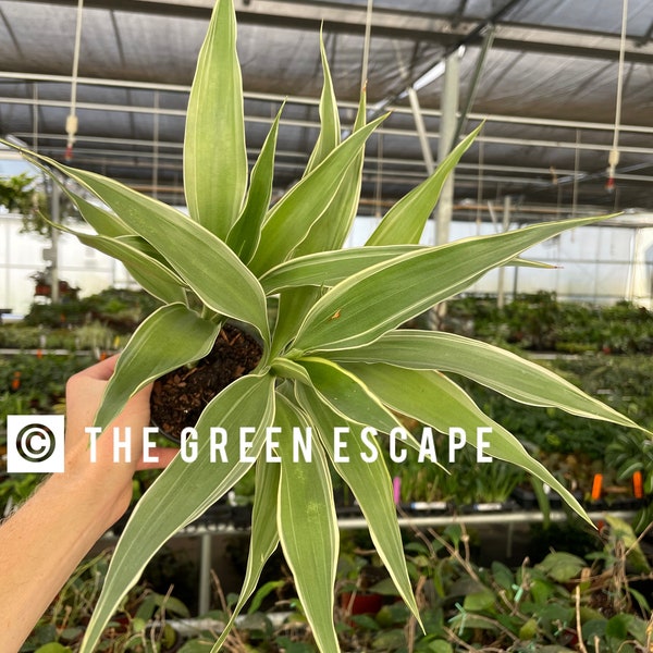 Variegated Dracaena Sanderiana green 4” pot (ALL PLANTS require you to purchase 2 plants!)