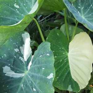 May include: Close-up of a green and white variegated plant with large, heart-shaped leaves. The leaves have a mottled pattern of white and green.