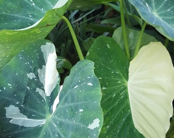 Colocasia Milky Way “elepaio” Starter Plant (ALL STARTER PLANTS require you to purchase 2 plants!)