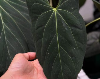 Anthurium Papillilaminum, (fs Self) X (rl Self) - 2x Seedlings - Etsy