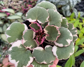 Begonia Kit Kat 4”pot (ALL PLANTS Require You to Purchase 2 Plants