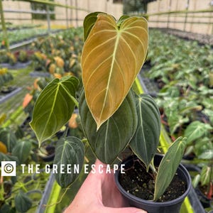 Philodendron melanochrysum  4” pot (ALL PLANTS require you to purchase 2 plants!)