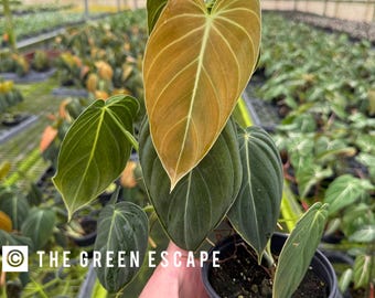 May include: A houseplant with large, dark green leaves with a velvety texture. One leaf is a vibrant orange-brown color. The plant is in a black plastic pot.