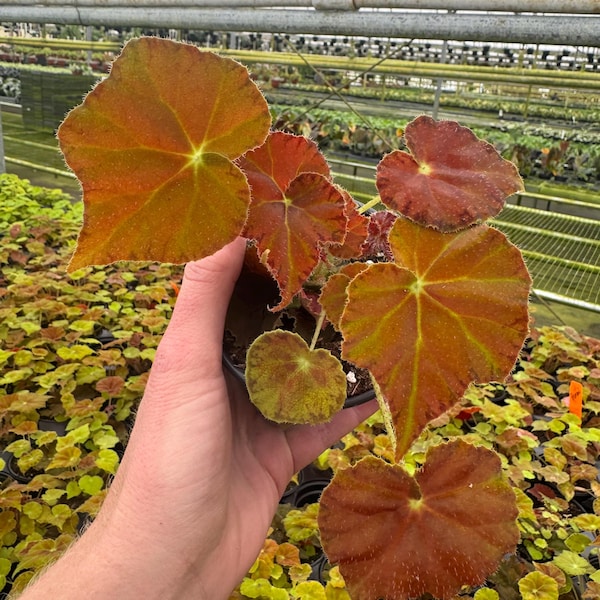 begonia Amber love 4”pot (ALL PLANTS require you to purchase 2 plants