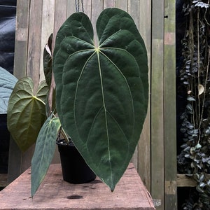 Anthurium papililaminum (Indonesian form) Starter Plant (ALL STARTER PLANTS require you to purchase 2 plants!)