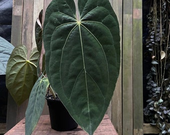 Anthurium papililaminum (Indonesian form) Starter Plant (ALL STARTER PLANTS require you to purchase 2 plants!)