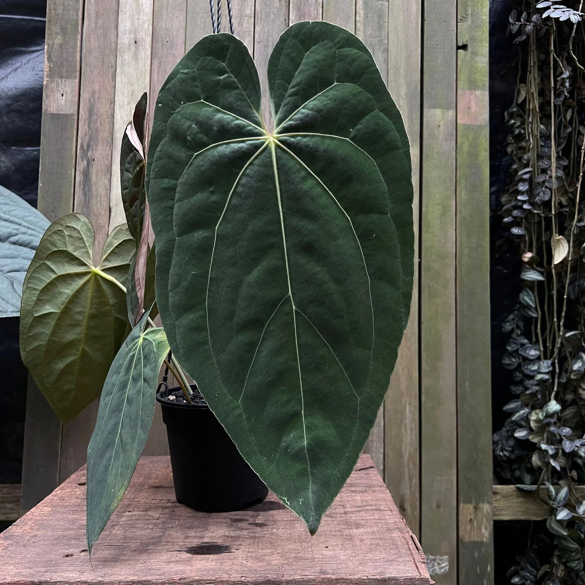 Anthurium Papililaminum (indonesian Form) Starter Plant (ALL