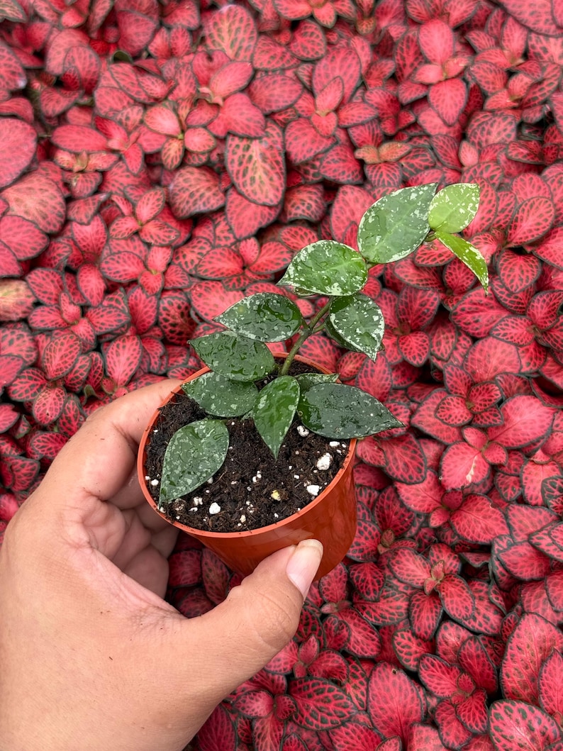 Hoya Krohniana Splash