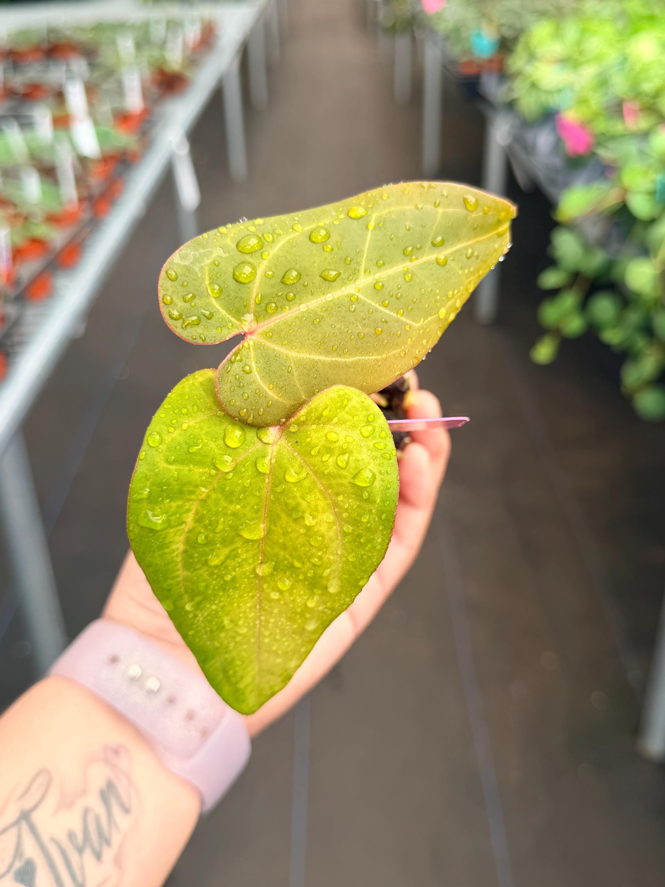 Exact Plant Anthurium Besseae X Ferrari Starter Specific #HME3431