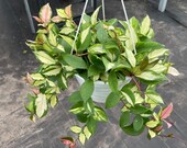 hoya carnosa exotica tricolor 8 hanging baskets ALL PLANTS require you to purchase 2 plants )