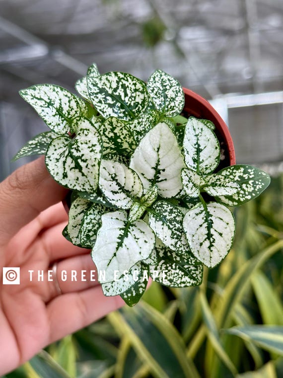 Hypoestes White 2 Pot (polka Dot Plant) (ALL PLANTS Require You to  Purchase 2 Plants!) - Etsy