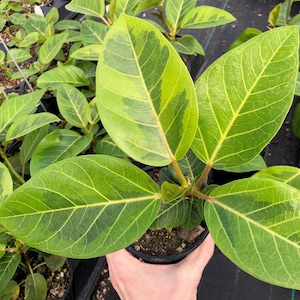 Ficus Alii - Etsy