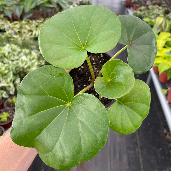 Farfugium gigantea (tractor seat)  4” pot (ALL PLANTS require you to purchase 2 plants!)