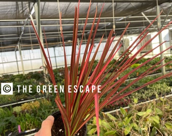 Dracaena Marginata red 4” pot (ALL PLANTS require you to purchase 2 plants!)