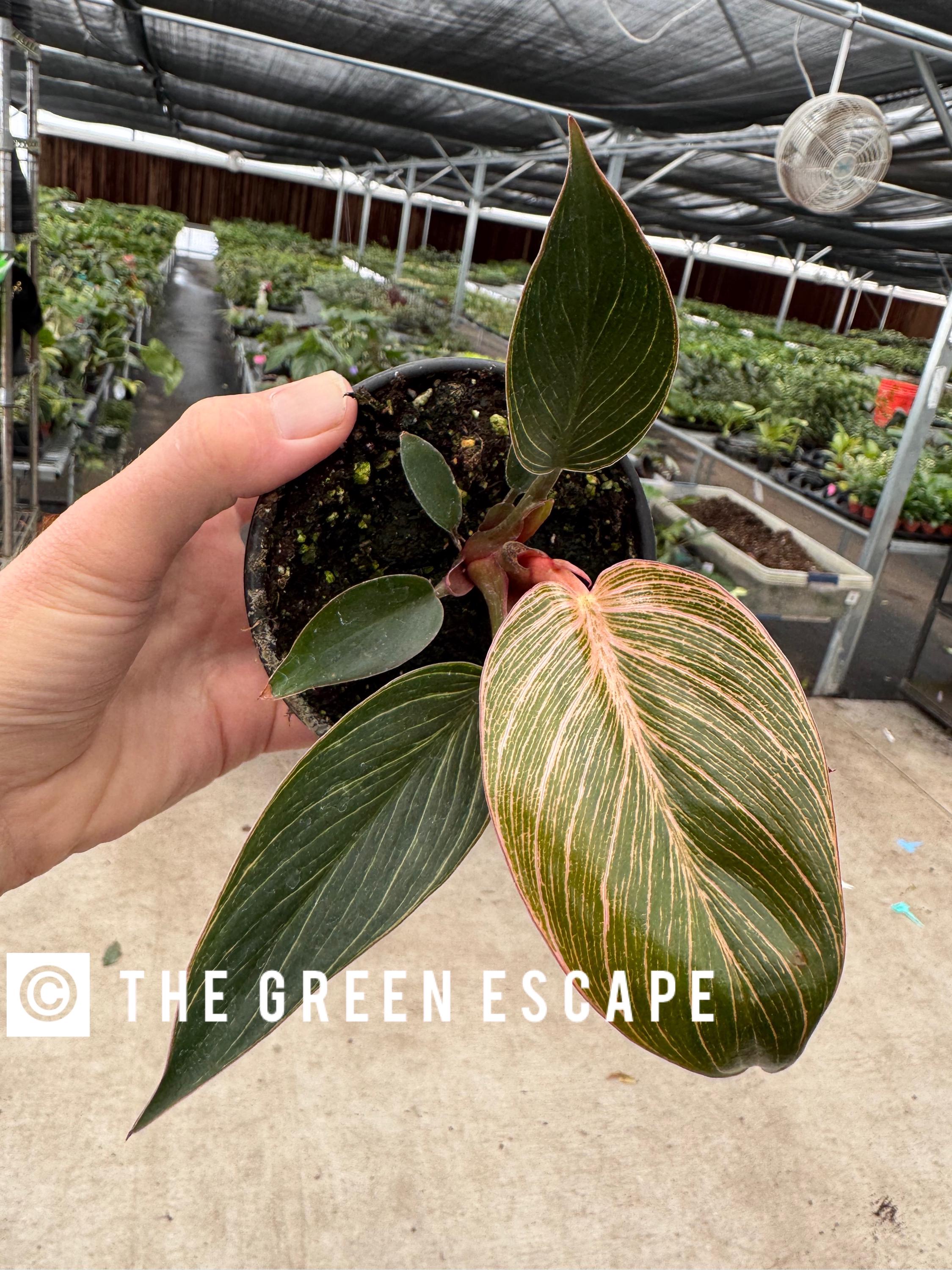Philodendron Pink Birkin 4” Pot (ALL PLANTS Require You to