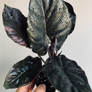 Alocasia Black infernalis Starter Plant (ALL STARTER PLANTS require you to purchase 2 plants!)