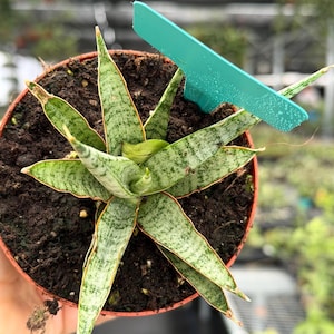 May include: A potted Sansevieria plant, also known as a snake plant, with green and white striped leaves and a reddish-brown edge. The plant is in a small brown pot with dark soil. A turquoise plant label is inserted into the soil.