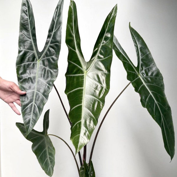 Alocasia longiloba “Lucifer” Starter Plant (ALL STARTER PLANTS require you to purchase 2 plants!)