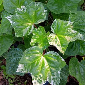 May include: Close-up of a plant with large, green leaves featuring white variegation along the edges. The leaves have a distinctive shape with prominent veins. The plant is likely a decorative houseplant or garden plant.
