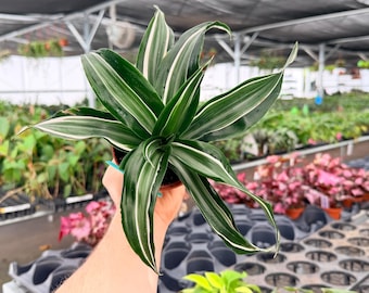 Exact Plant Dracaena Jade Jewel Specific 4” Pot #DAE3242 | G/H (All PLANTS require you to purchase 2 plants!)