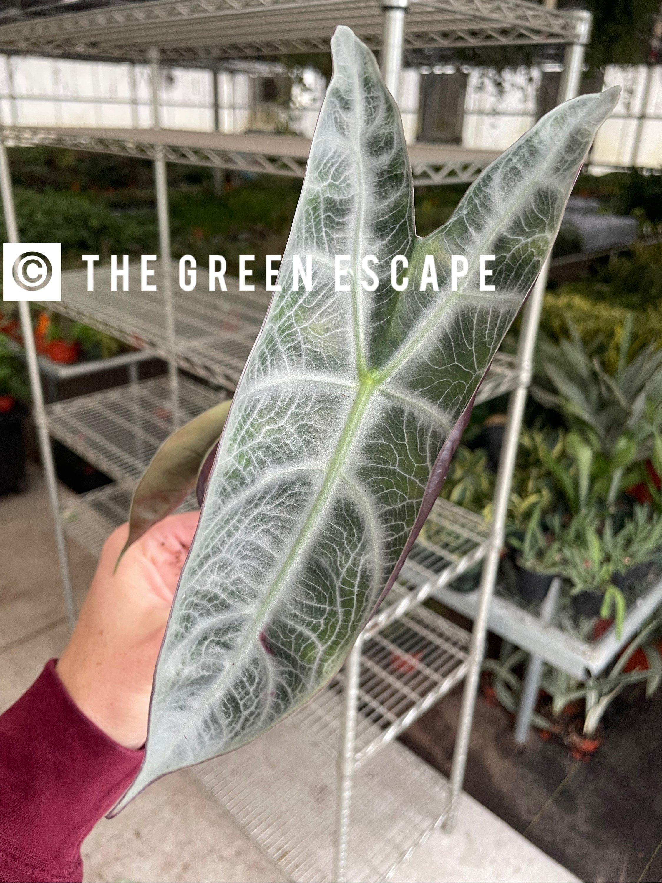 Alocasia Longiloba Lucifer Dark and Silver Form Starter Plant (ALL
