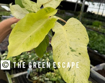 Philodendron Snowdrift 4” pot (ALL PLANTS require you to purchase 2 plants!)