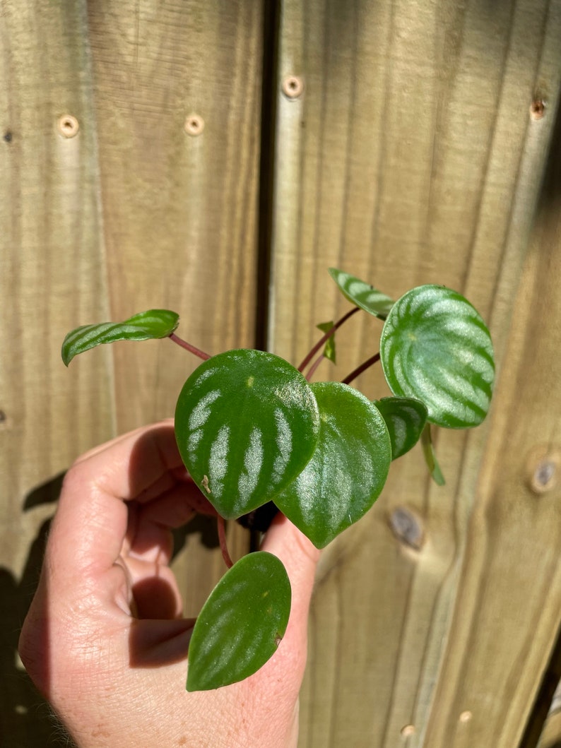 Peperomia Watermelon Starter Plant ALL STARTER PLANTS require you to purchase 2 plants image 6