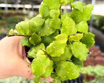 Exact Plant Hoya Endauensis Specific 4” Pot 5462ZSE | G/H (All PLANTS require you to purchase 2 plants!)