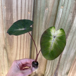 Puede incluir: Primer plano de una planta de Caladium con dos hojas grandes en forma de coraz&oacute;n. Las hojas son de color verde oscuro con vetas blancas y verde claro. Los tallos son de color marr&oacute;n rojizo. La planta se sostiene contra una valla de madera.