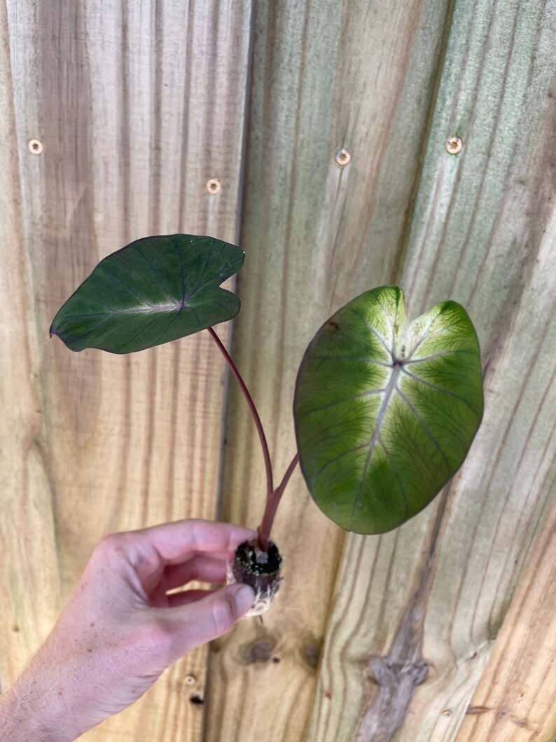 Puede incluir: Primer plano de una planta de Caladium con dos hojas grandes en forma de coraz&oacute;n. Las hojas son de color verde oscuro con vetas blancas y verde claro. Los tallos son de color marr&oacute;n rojizo. La planta se sostiene contra una valla de madera.