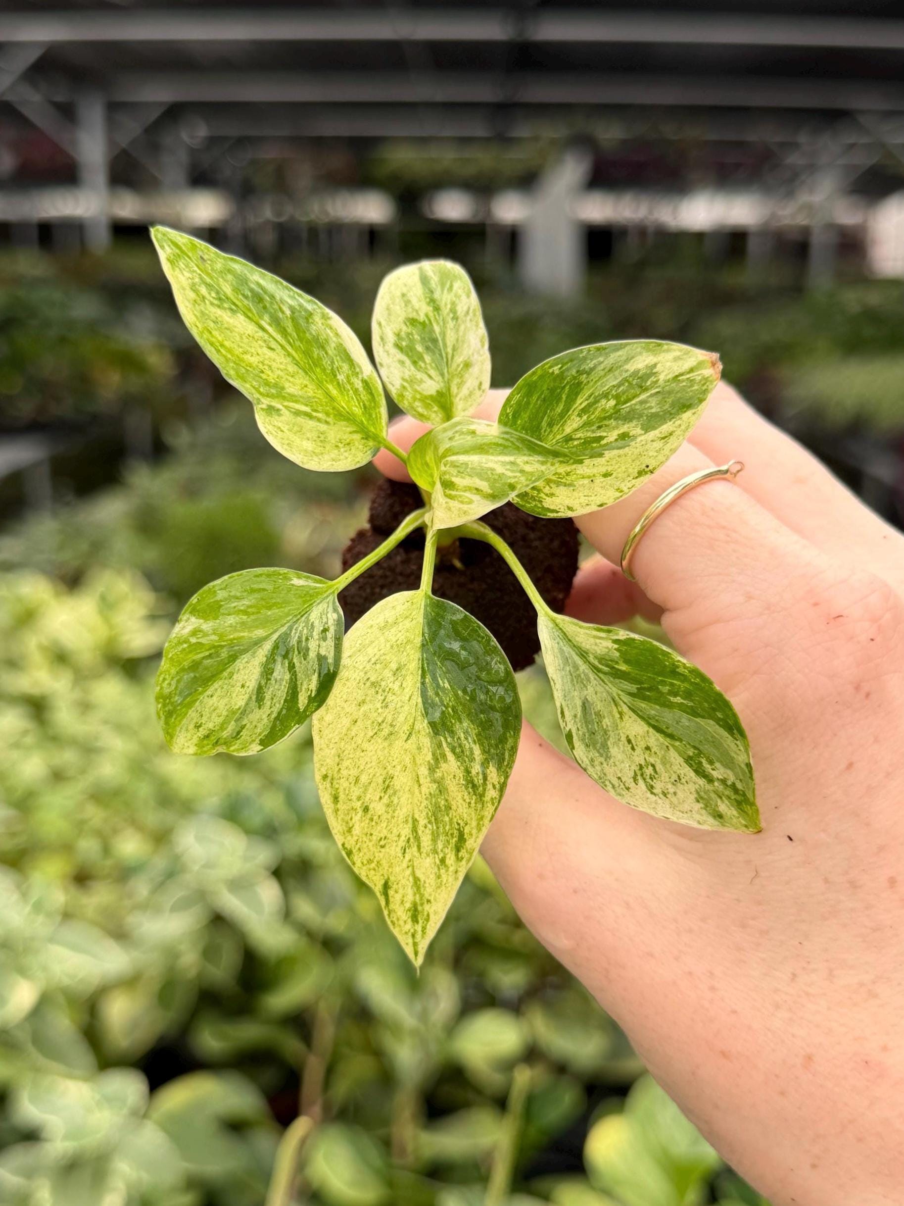Homalomena Variegated - Etsy