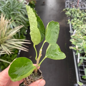 Pride of Hankins white hibiscus Starter Plant (ALL STARTER PLANTS require you to purchase 2 plants!) image 2